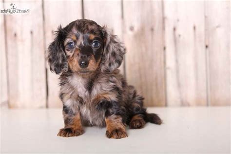 st. louis craigslist pets|Dogs for Adoption Near St. Louis, MO .
